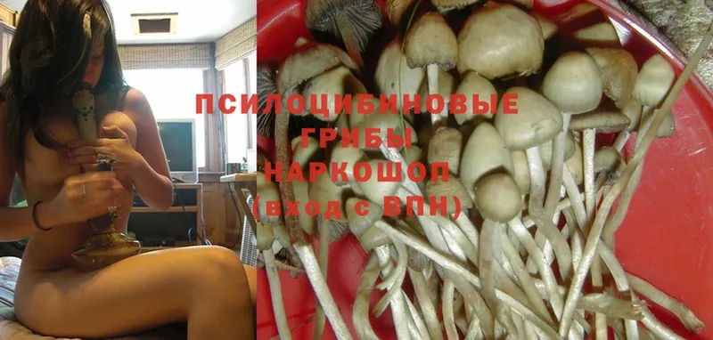 купить наркоту  Белозерск  Галлюциногенные грибы Psilocybe 